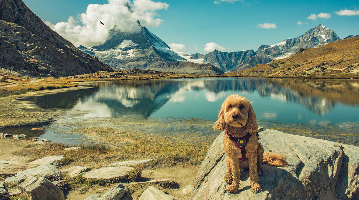 A mountain landscape, reflected into an azure blue lake. A cockapoo dog sits on a rock in the foreground, looking towards the camera.